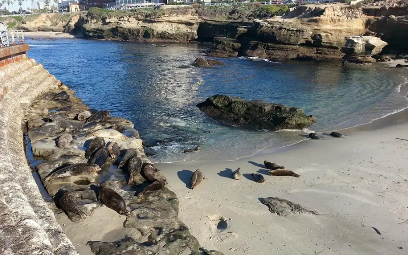 La Jolla Cove shows seals resting on the beach near rocky cliffs.
