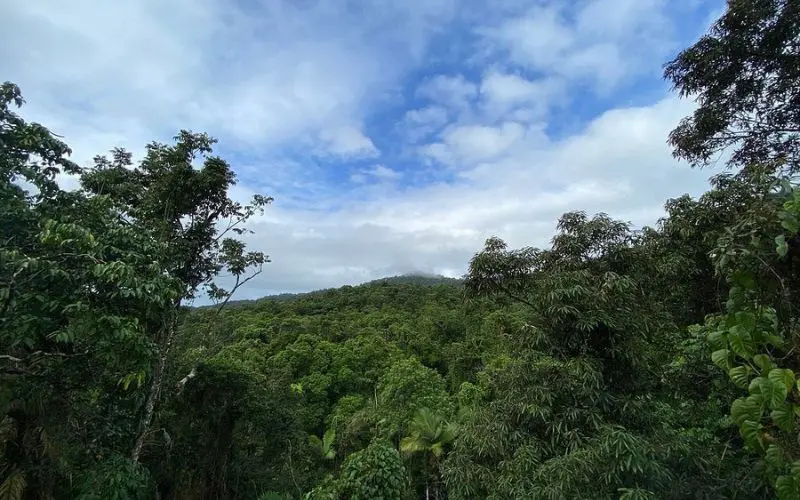 Lush green canopy and distant hills in Daintree Rainforest.