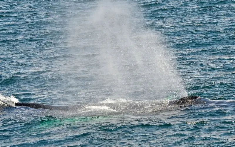A whale surfacing and blowing water during a Provincetown Whale Watching Adventure.