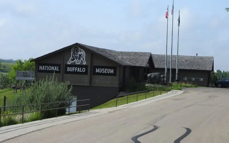 Exterior of the National Buffalo Museum with flags and a buffalo statue.