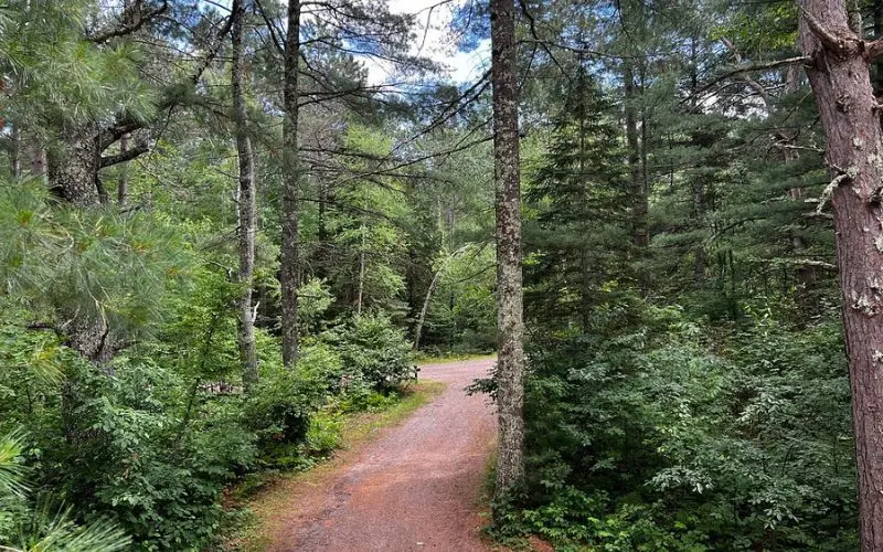 A forest trail surrounded by tall trees in Chequamegon-Nicolet National Forest.