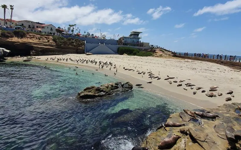 Seals and birds gathered along the shore at Children's Pool Beach.