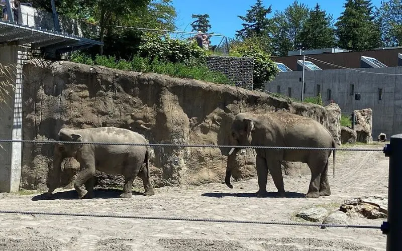 Two elephants walking in their enclosure at the Oregon Zoo.