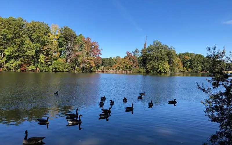 Calm lake with ducks and autumn trees at Stone Mountain Park.