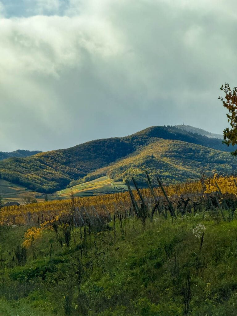 Views from Alsace wine road