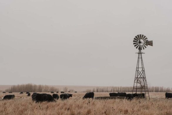 Kansas Road Trip 2026: Chalk Pyramids, Salt Mines & Roaming Bison