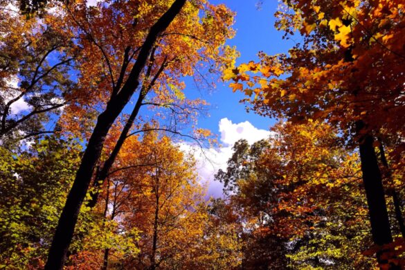 Explore Mount Airy, NC: 12 Must-Do Activities for a Perfect Visit