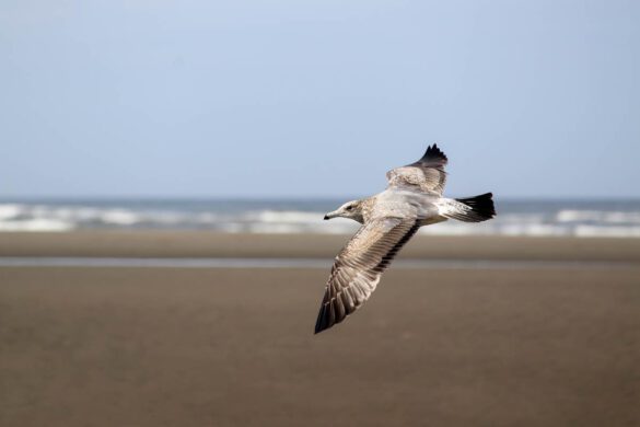 13 Fun Coastal Experiences in Seaside, Oregon: Beach Walks, Seals & Trails