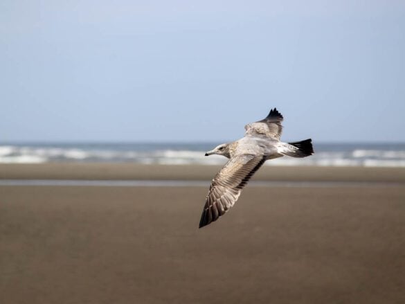Best Things to Do in Seaside, Oregon