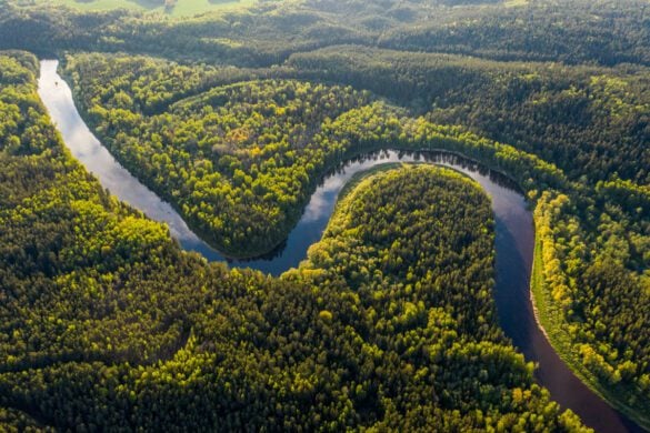 Best Things to Do in the Amazon Rainforest