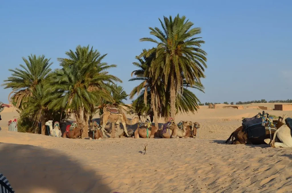 Camels resting under palm trees in the desert oasis town of Douz, Tunisia.