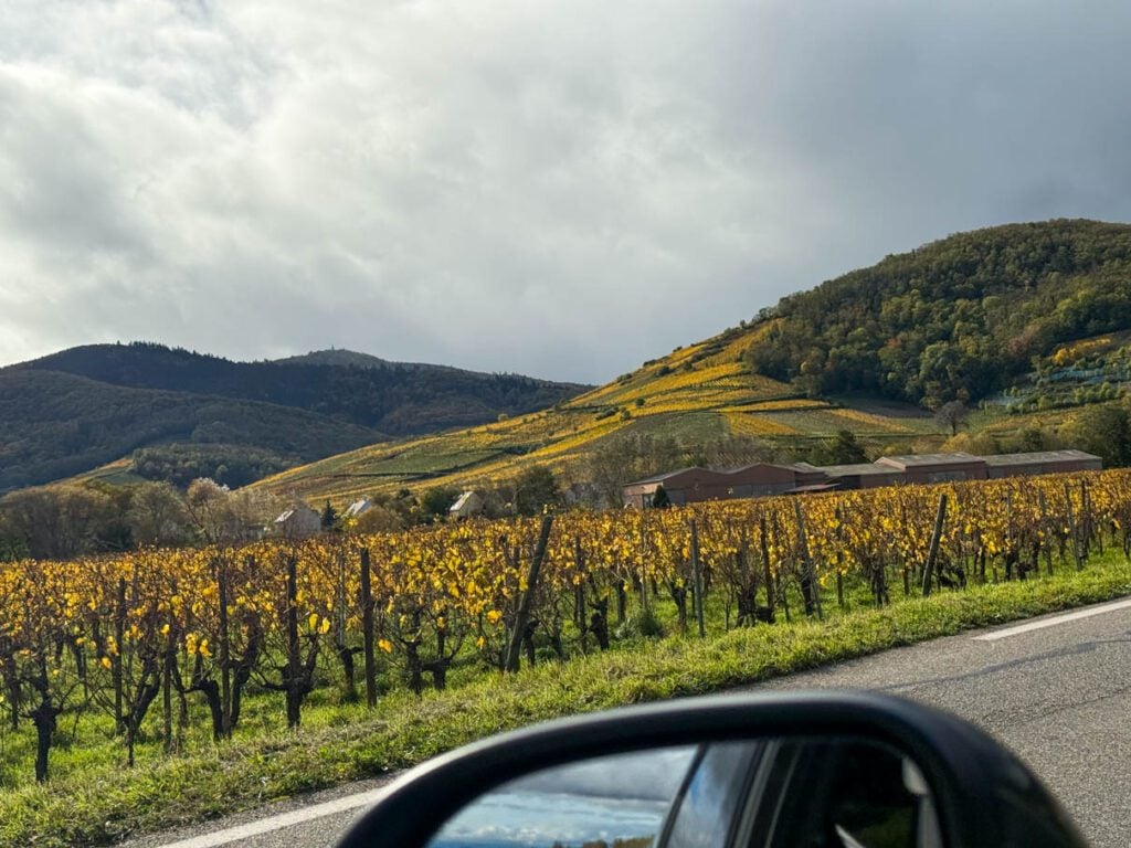 Beautiful vineyards in the fall