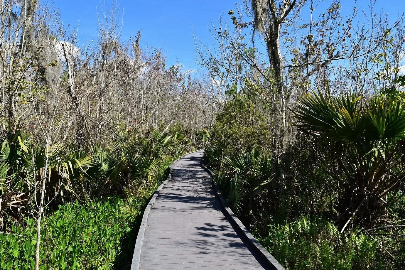 Wooden boardwalk trail winding through Jean Lafitte National Historical Park wetlands with palmetto plants and bare winter trees under blue sky.
