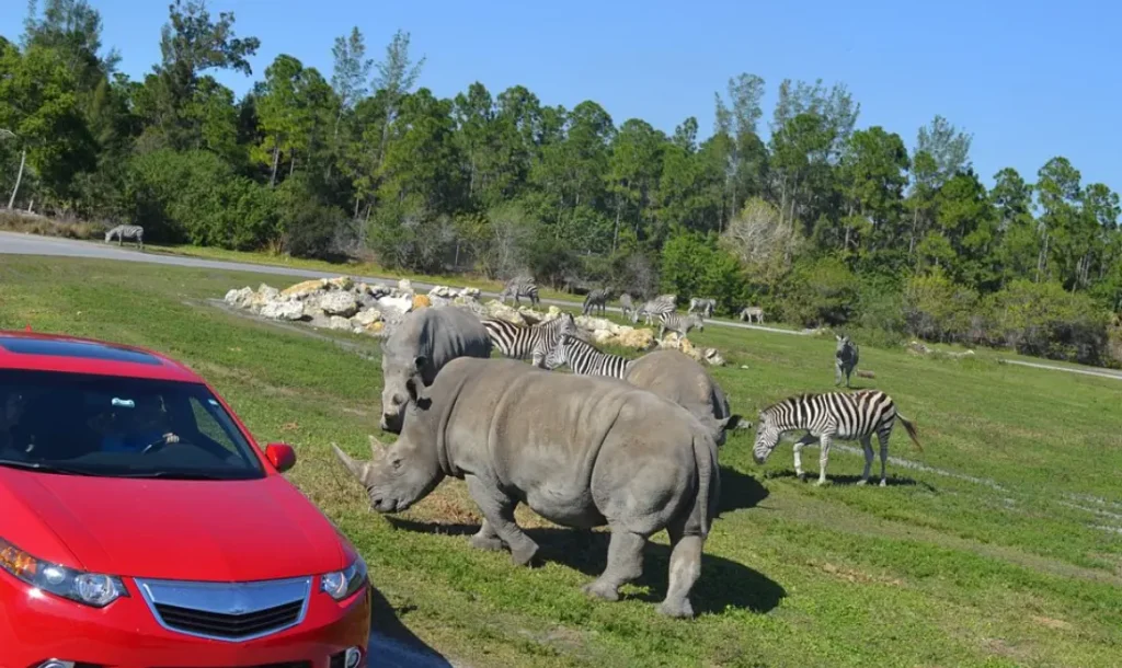 Lion Country Safari