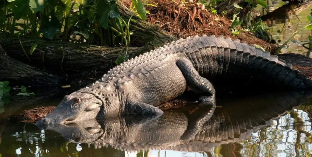 Gatorland