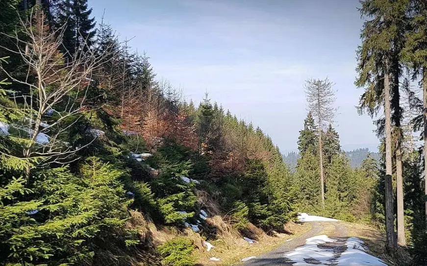 Harz