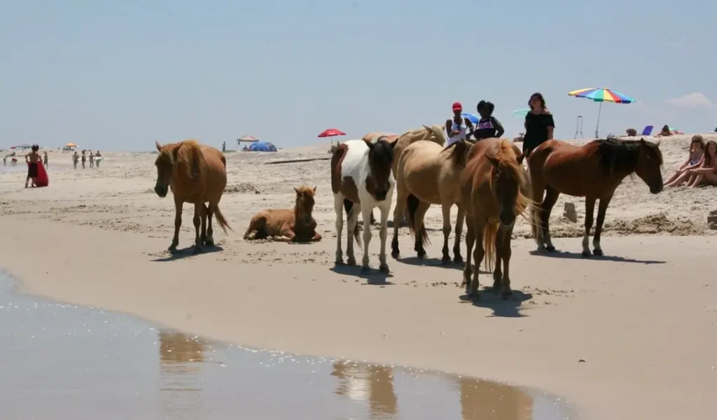 Assateague Island National Seashore