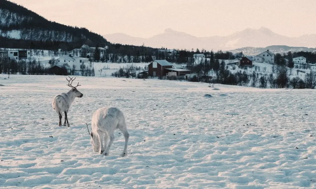 Tromso