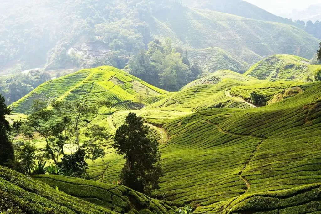 Cameron Highlands