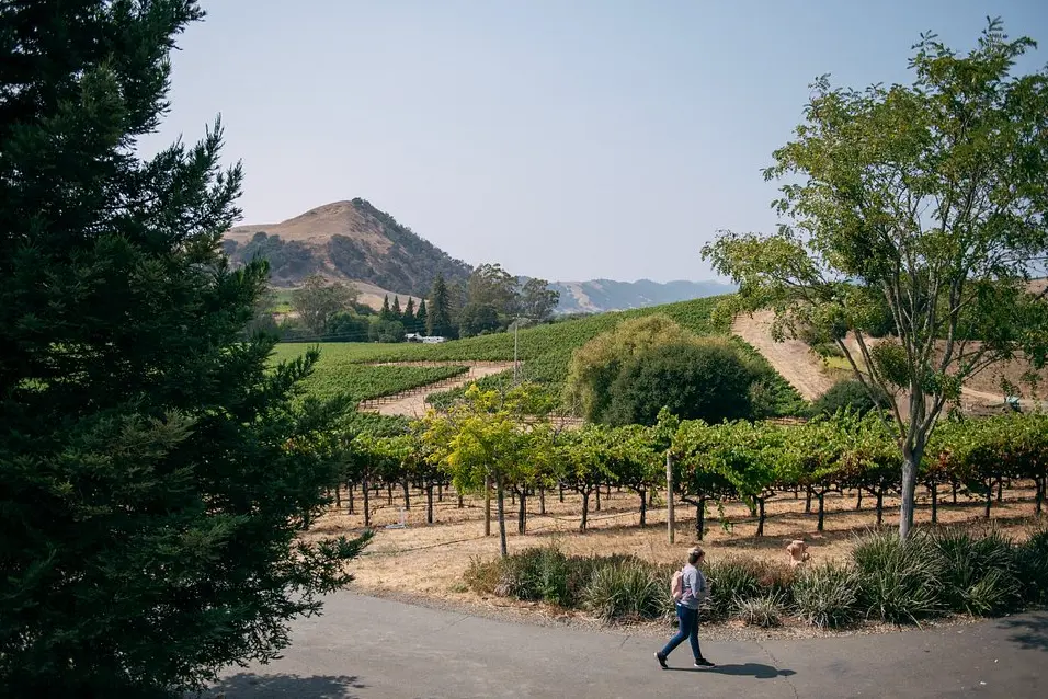 Muir Woods, San Francisco