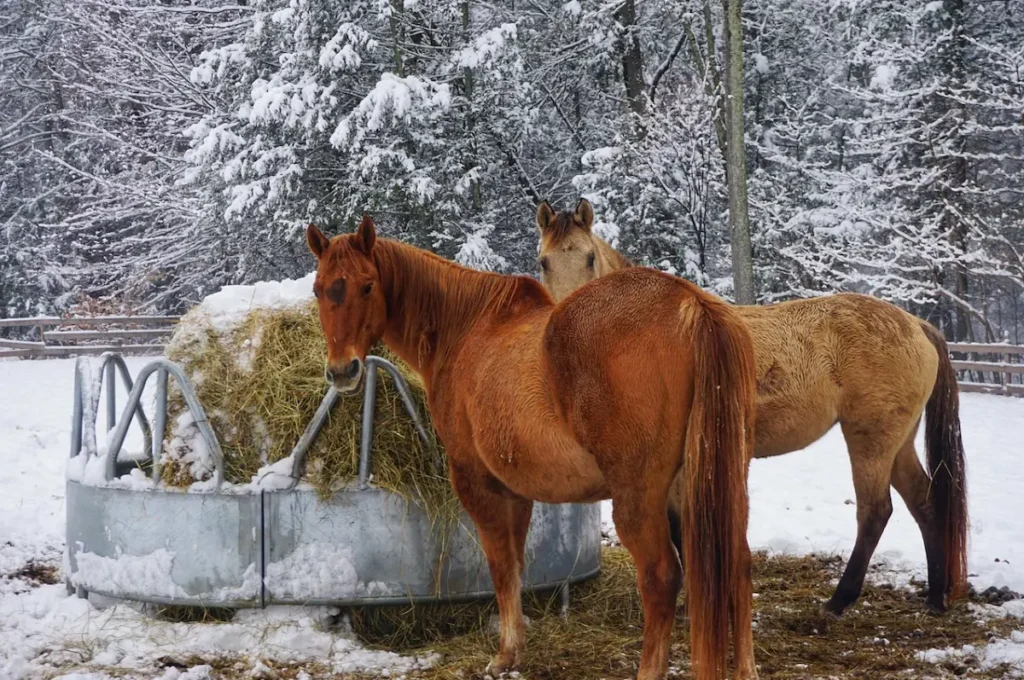 Connect with Rescue Animals on a Private Farm Tour in Catskills
