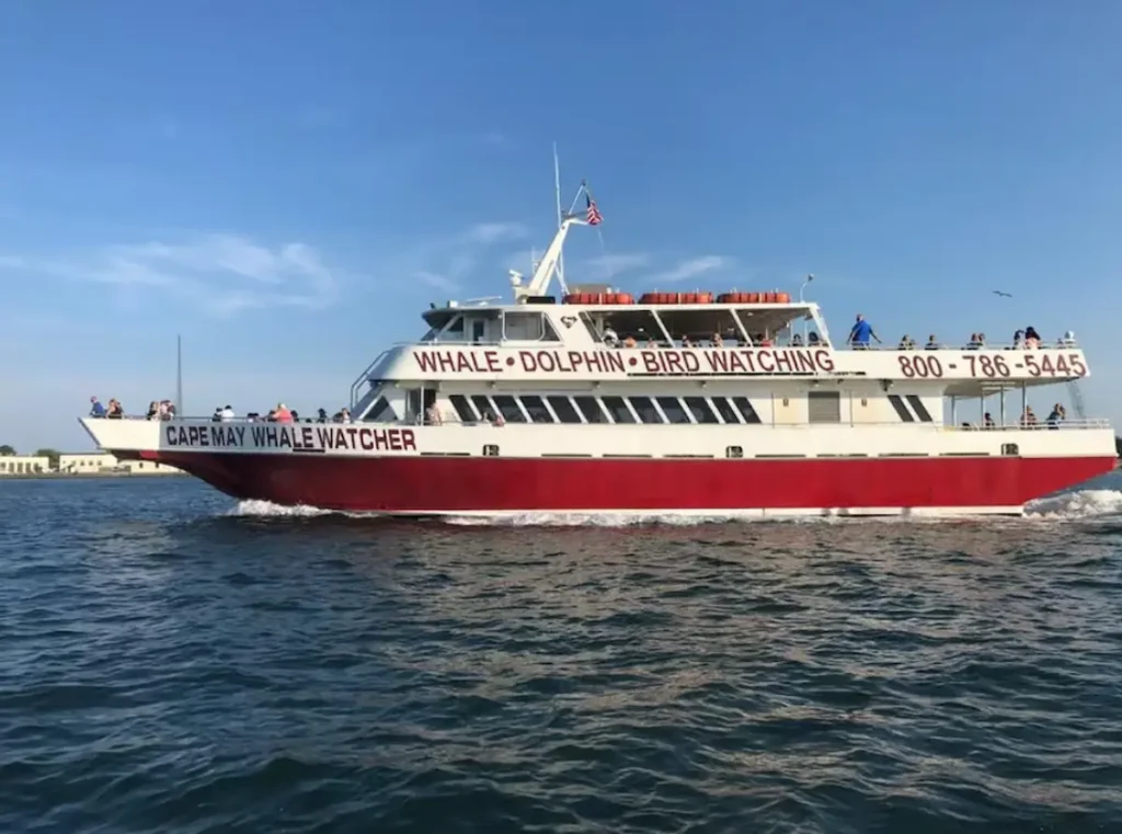 Cape May Dolphin Watching Cruise
