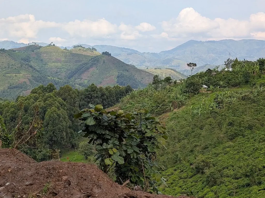 Bwindi Impenetrable Forest