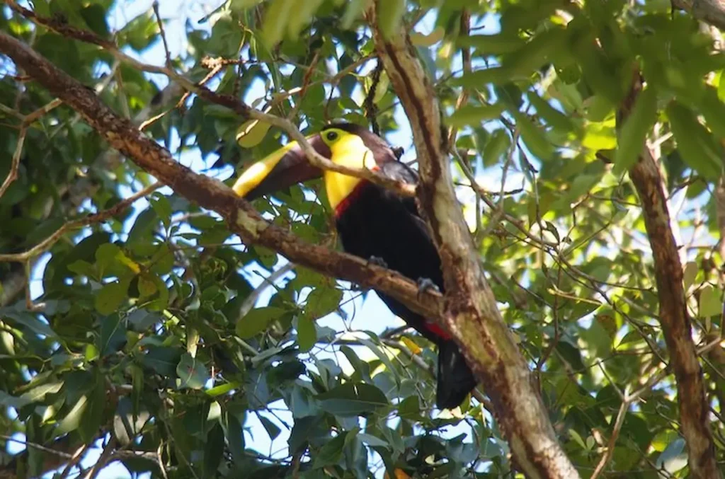 Yellow-throated toucan perched on a tree branch in Soberania National Park