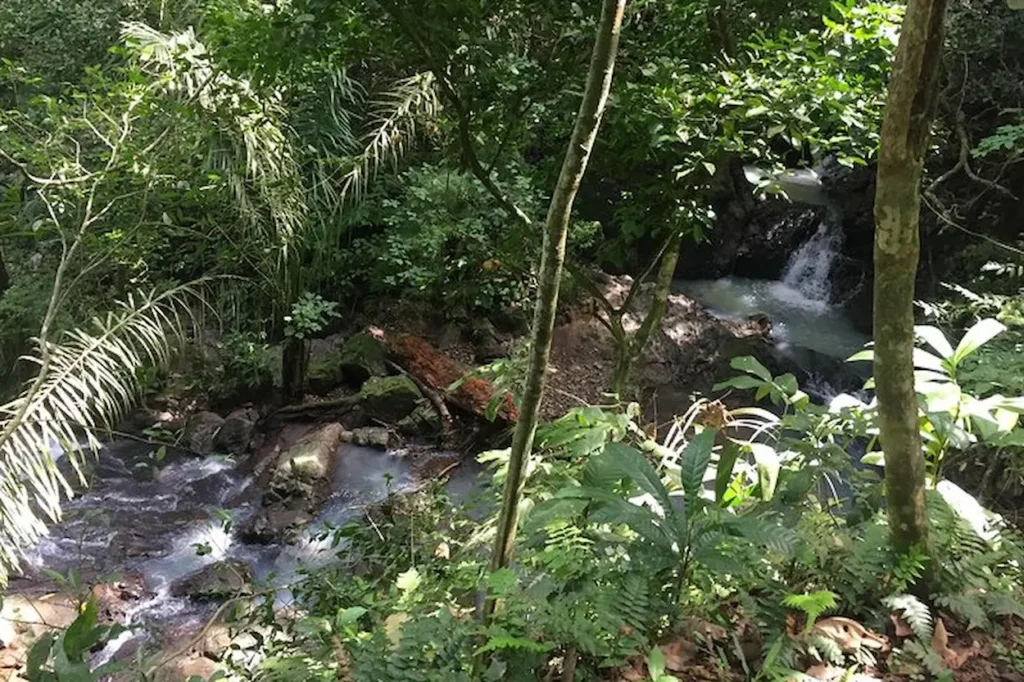 Jungle of Soberanía National Park