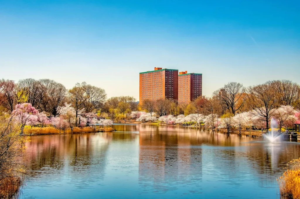Blooming cherry blossom trees and tall buildings at Branch Brook Park in Newark, New Jersey