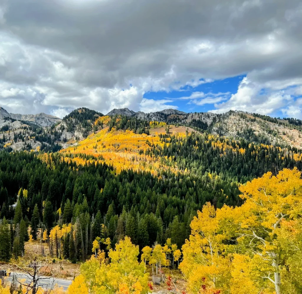 Yellow aspen trees mixing with green pines on mountainsides at Guardsman Pass