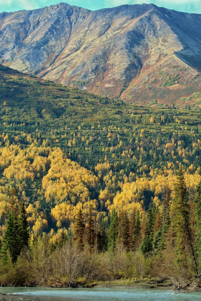 Chugach Mountains in Alaska rising above a river and a dense forest filled with yellow autumn trees