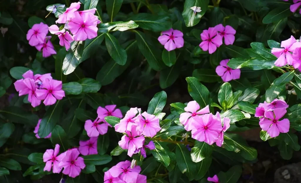 Mitchell Park Horticultural Conservatory