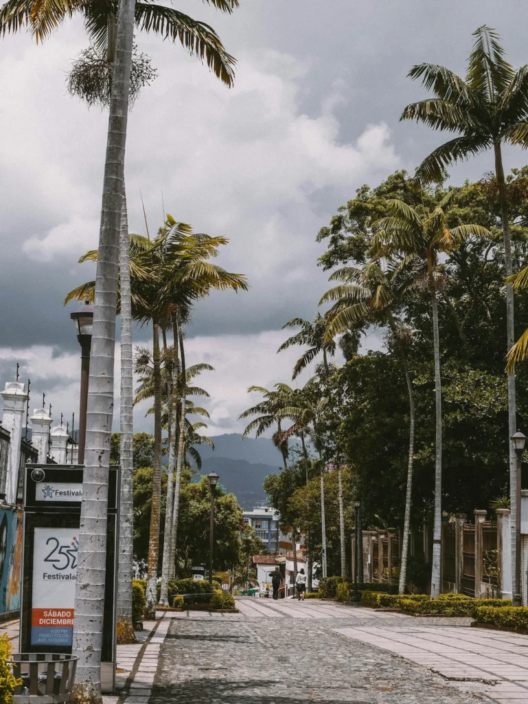 Cobblestone pedestrian pathway lined with tall palm trees in San José, Costa Rica