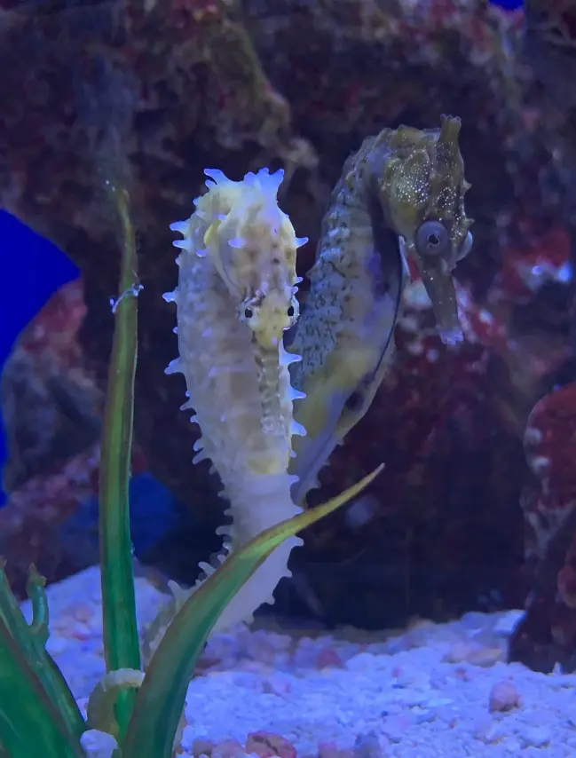 Barbour White Seahorse