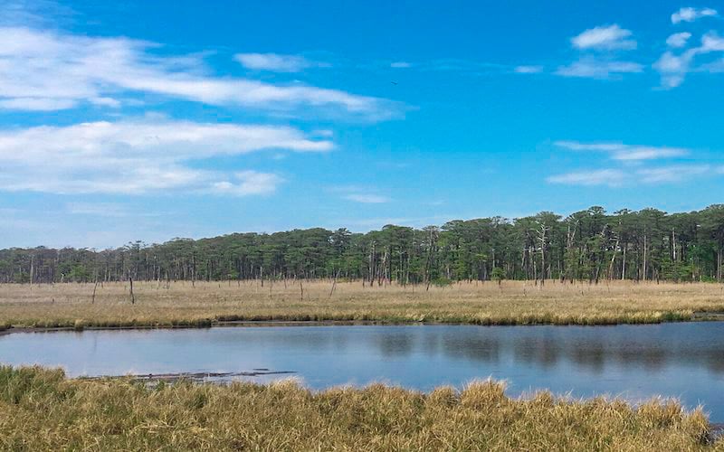 Blackwater National Wildlife Refuge is a wetland wonderland where nature's symphony thrives in serene marshes and diverse habitats.