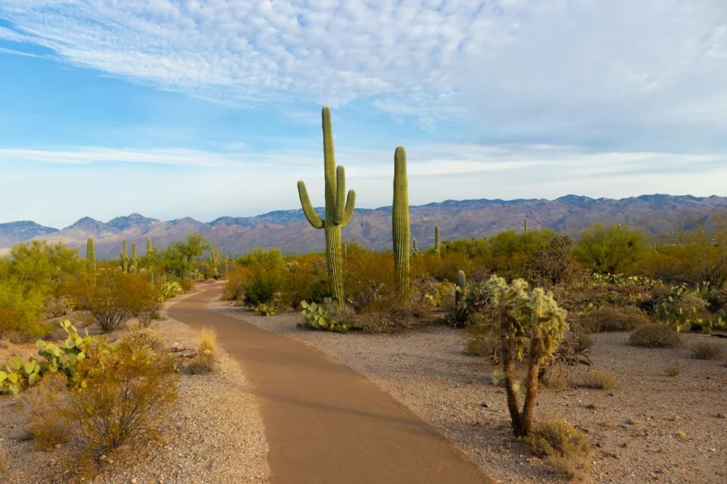 Paved desert walking trail winding past tall saguaro cacti in Saguaro National Park, Arizona.
