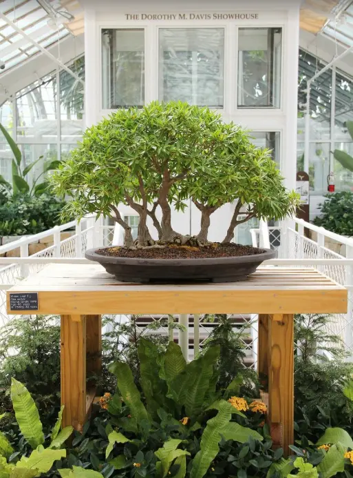 Bonsai at Franklin Park Conservatory and Botanical Gardens