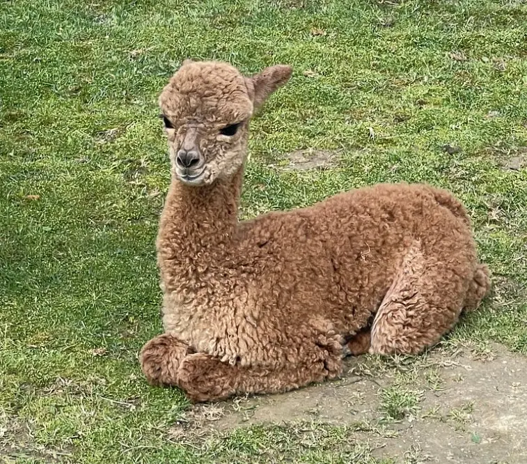 Majestic Meadows Alpacas & Boutique