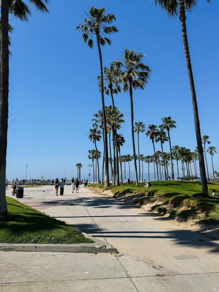 Tall palm trees lining a concrete beach boardwalk path under a clear blue sky in Venice Beach