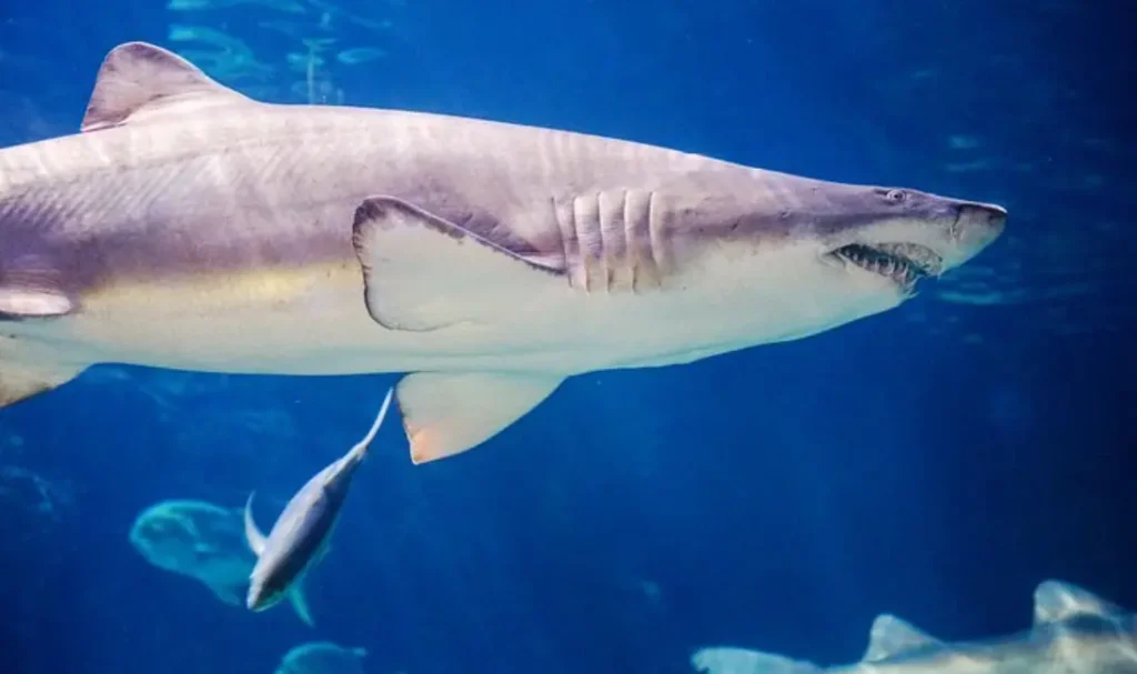 Shark at Virginia Aquarium & Marine Science Center