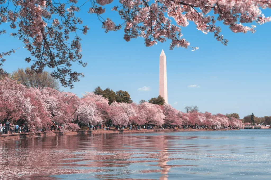 Pink cherry blossom branches framing the white stone obelisk of the Washington Monument