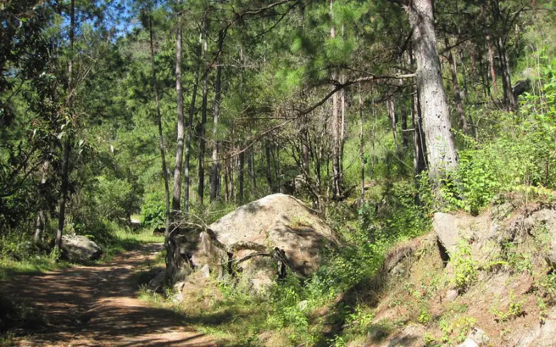 Forest trail with rocks and tall trees in Celaque National Park.