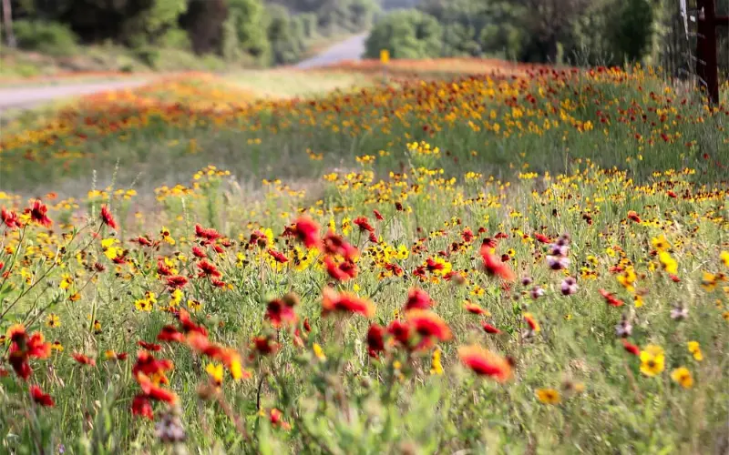 Wildflowers blooming along the roadside at Willow City Loop.