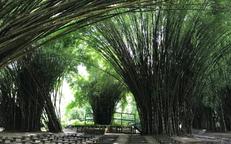 Bamboo groves at Lancetilla Botanical Gardens.