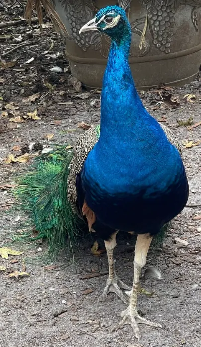 St. Augustine Wild Reserve