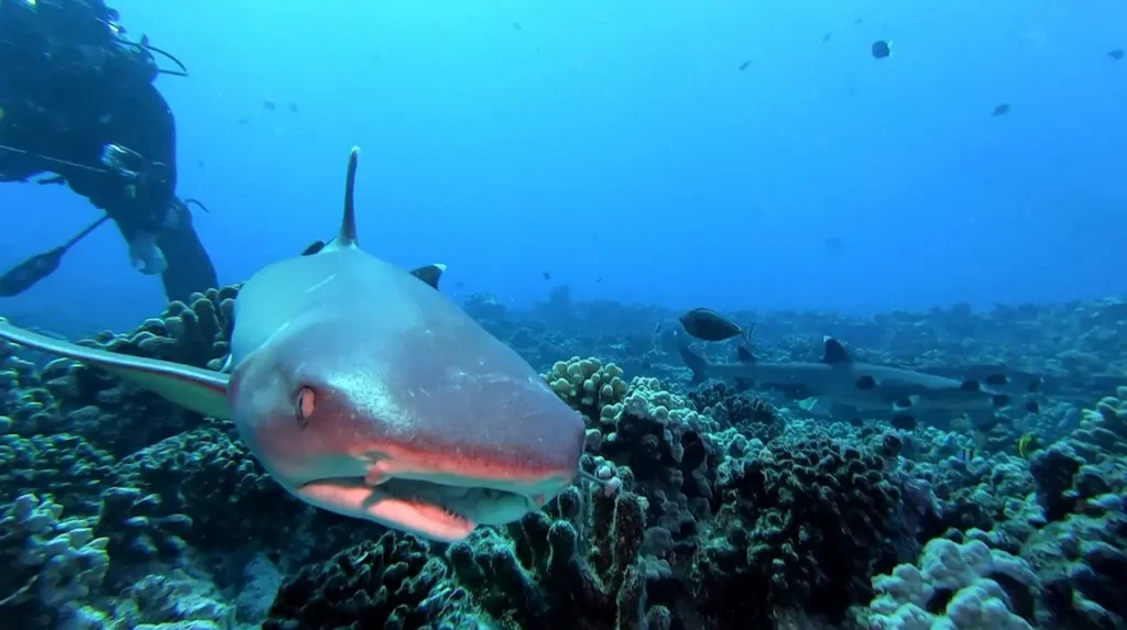 Under the sea in Molokini Crater