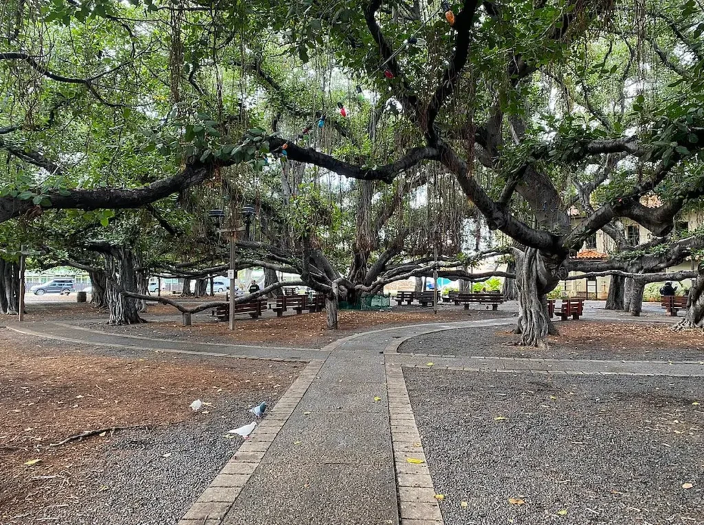 Lahaina Banyan Court Park