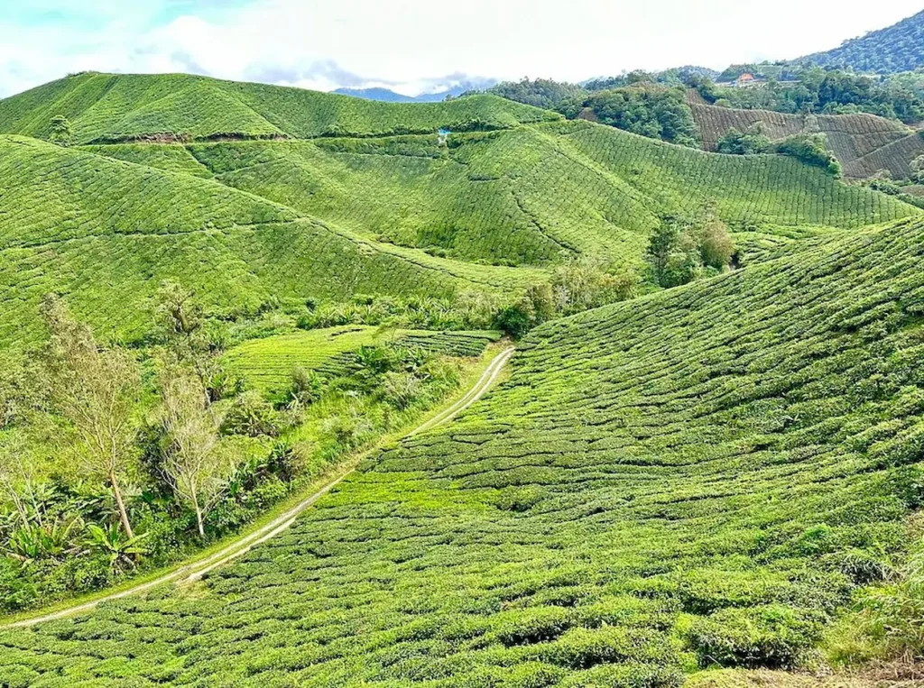 Boh Tea Estate