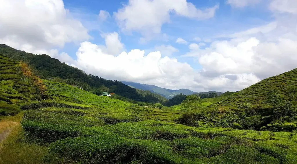 Cameron Highlands Trail No. 10